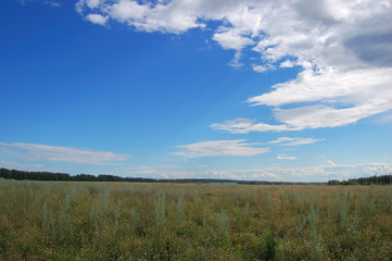 Fototapeta premium Fine landscape with the dark blue sky and a green meadow