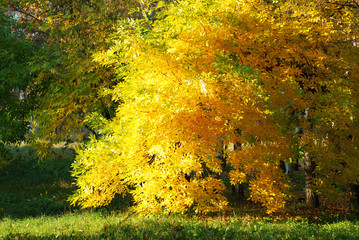 Autumn tree