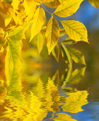 Obraz premium Autumn leaves