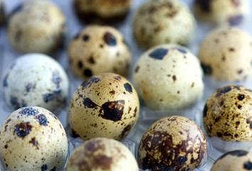Obraz premium Quails eggs