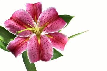 Flower lily