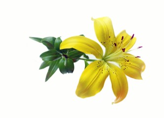 Flower lily