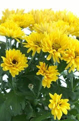 Flower Chrysanthemum