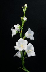 Fototapeta na wymiar Flower campanula
