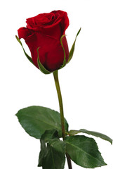 Single red rose on a white background