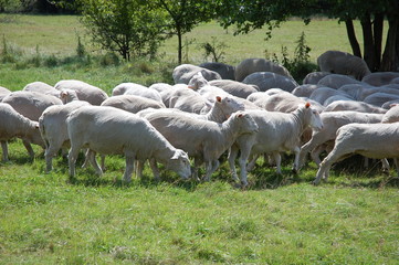 herd of sheps eating grass