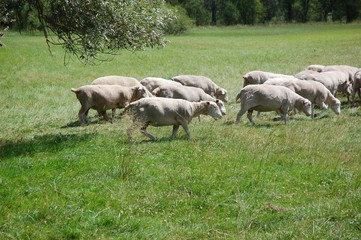 Obraz na płótnie Canvas owce na polu