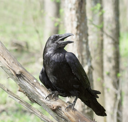 Black raven.