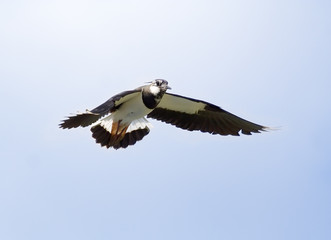 Lapwing.