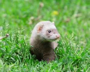 Polecat.