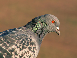 pigeon
