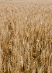 Wheat at summer