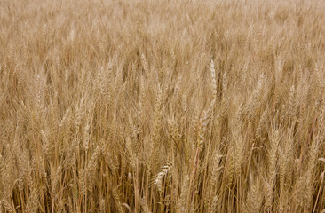 Wheat at summer
