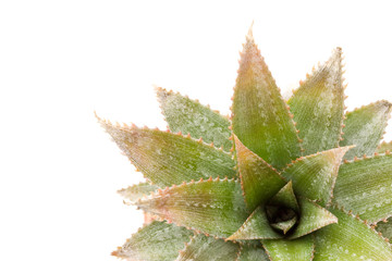 Fresh pineapple
