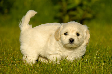 Bichon puppy dog