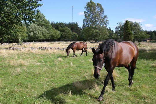 pferde