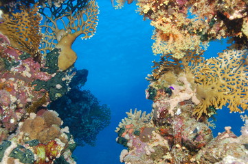 Paysage corallien de la Mer Rouge