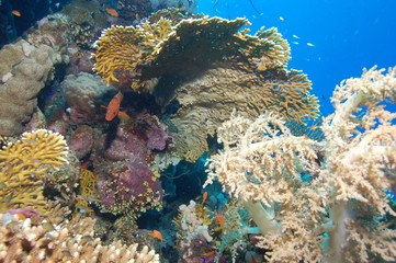 Paysage sous-marin de la Mer Rouge