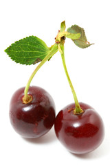 sweet cherry