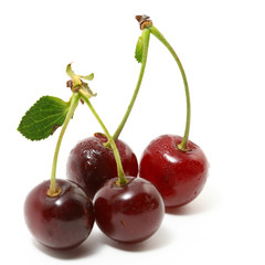 sweet cherry