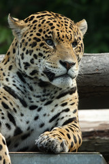 Naklejka na ściany i meble Spotted Jaguar