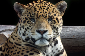 Male Jaguar