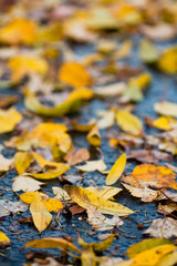 Fall leaves