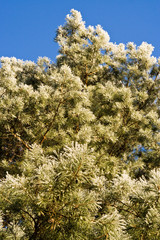 Kiefer im Winter, pine in winter