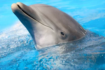 Crédence de cuisine en verre imprimé Dauphin dauphin souriant