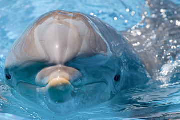 dolphin © FrankU
