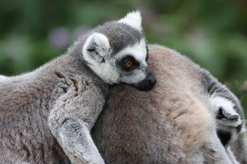 sleepy lemur