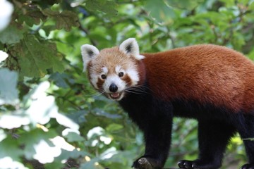 Obraz premium Red Panda in tree