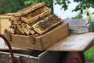 Bienenwaben