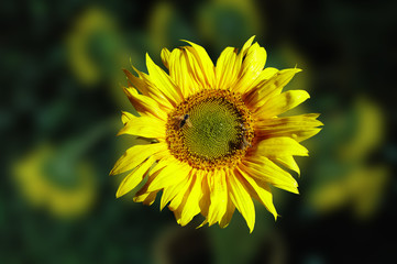 Fototapeta premium Sonnenblume