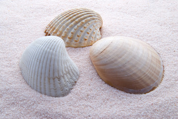 Muscheln 080728 1