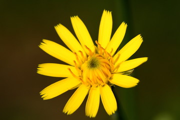 Fototapeta premium fiore giallo