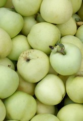 pearmains early soft apples