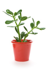 Fototapeta premium Jade Plant