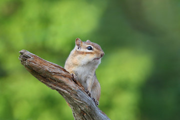 adorable-posing-chipmunk-1263