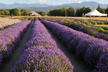 Fototapeta na wymiar lavender farm
