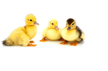 Three little duckling