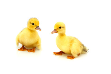 Two little duckling.