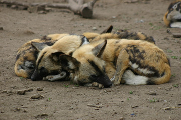 Famille de lycaons au repos © flore calgaro