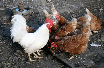 white cock and hen