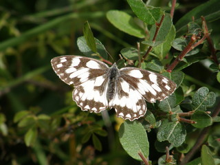 Papillon Demi-deuil