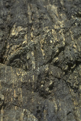 Roche