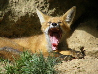 Jeune renard qui baille