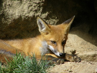 Jeune renard