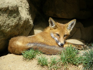 Jeune renard