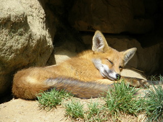 Jeune renard